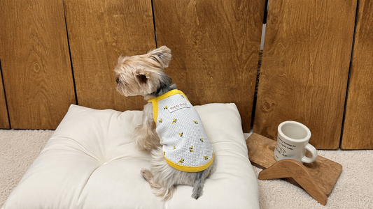 Seasonal Comfort for Every Little Pet