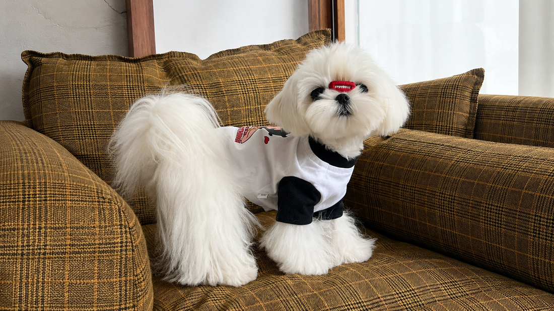 Everyday Pet Style with Comfort in Mind