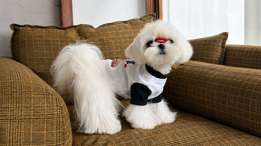 Everyday Pet Style with Comfort in Mind